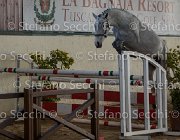 Clara del Buttasella TosTour2013- S5 3060 : Arezzo, Arezzo Equestrian Centre, Cavalli d'Italia, Clara del Buttasella, Toscana Tour 2013, foto di Stefano Secchi ©